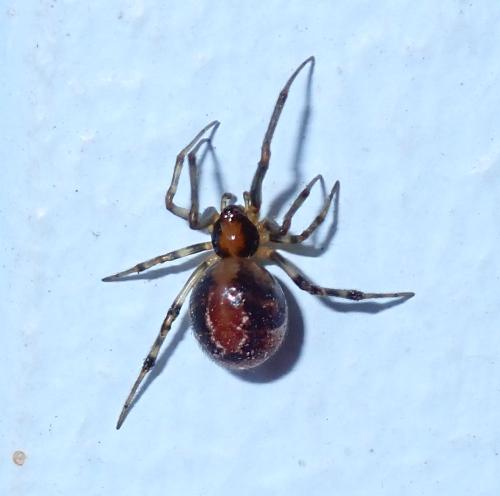 Nihonhimea mundula